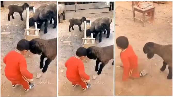 Funny Viral Video : चिमुरड्यानं घेतला मेंढराशी पंगा, मग बसला असाकाही दणका...