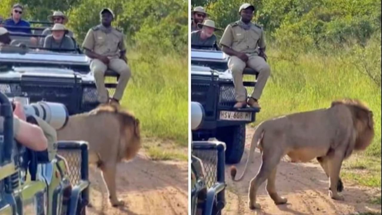 Lion Video : ...अन् सफारीदरम्यान अचानक जंगलाचा राजा आला समोर...