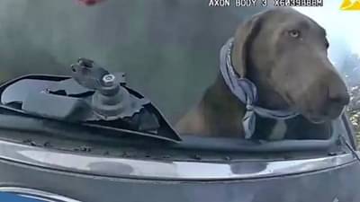 Dog rescue : ...अन् जळत्या कारमधून बाहेर काढत पोलिसानं कुत्र्याचा अशाप्रकारे वाचवला जीव, Video Viral