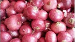 Onion Market: आता गावरान कांद्याची चलती, आवक वाढूनही कांद्याचे दर स्थिरावलेले