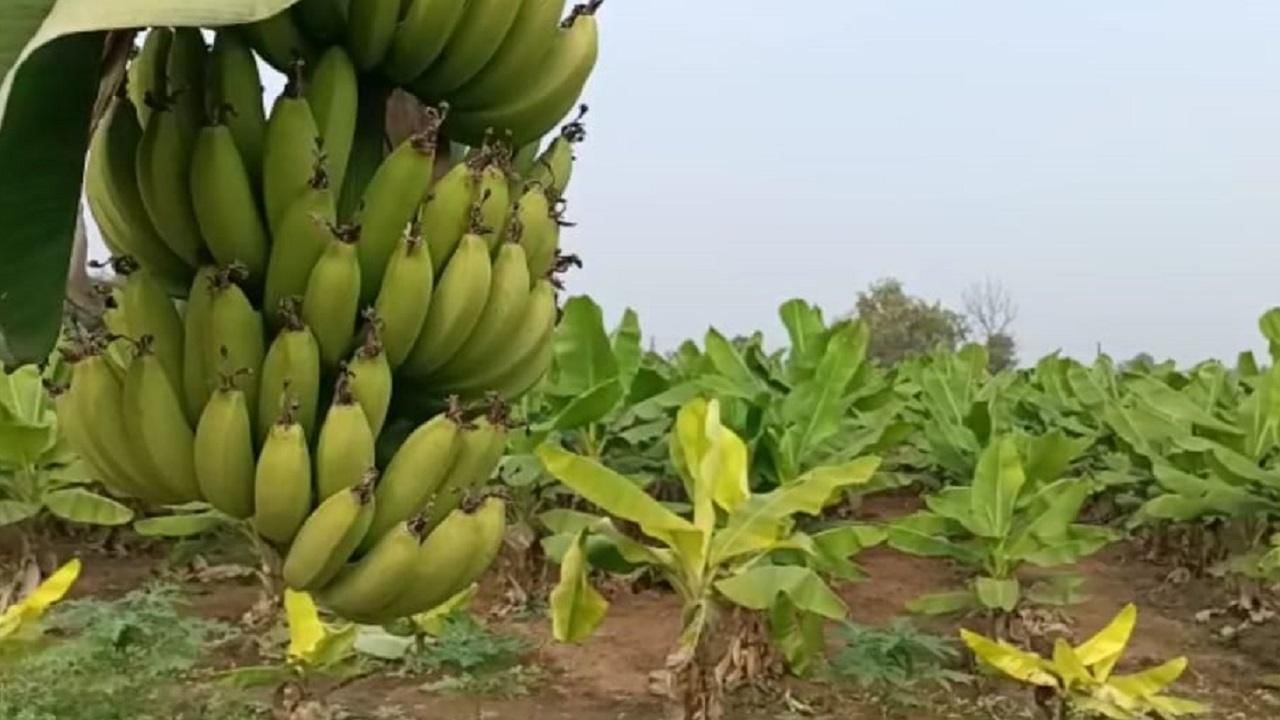 Banana Rate : अवकाळी, कडाक्याच्या थंडी नंतरही केळीचा गोडवा कायम, 15 दिवसांमध्ये दर दुप्पट होण्याचे काय कारण?