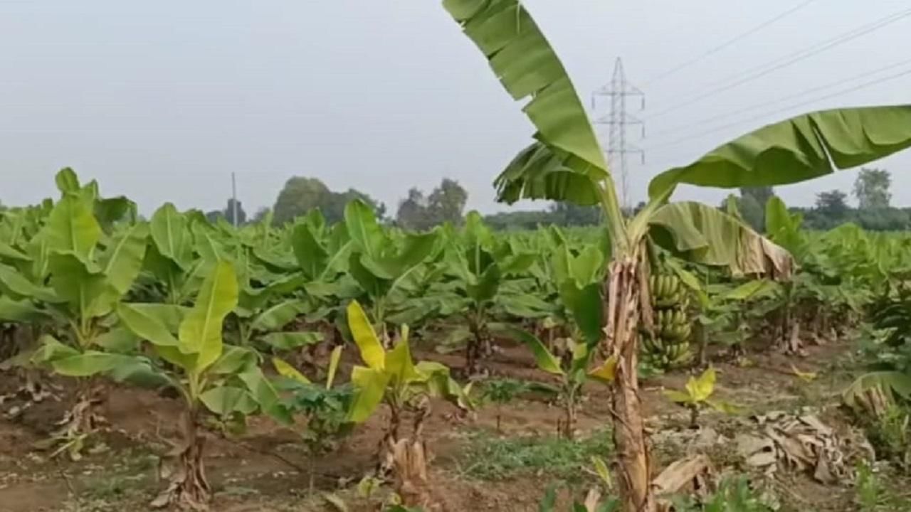 जळगाव जिल्ह्यामध्ये अनियमित विद्युत पुरवठा होत असल्याने केळी बागांचे नुकसान होत आहे.
