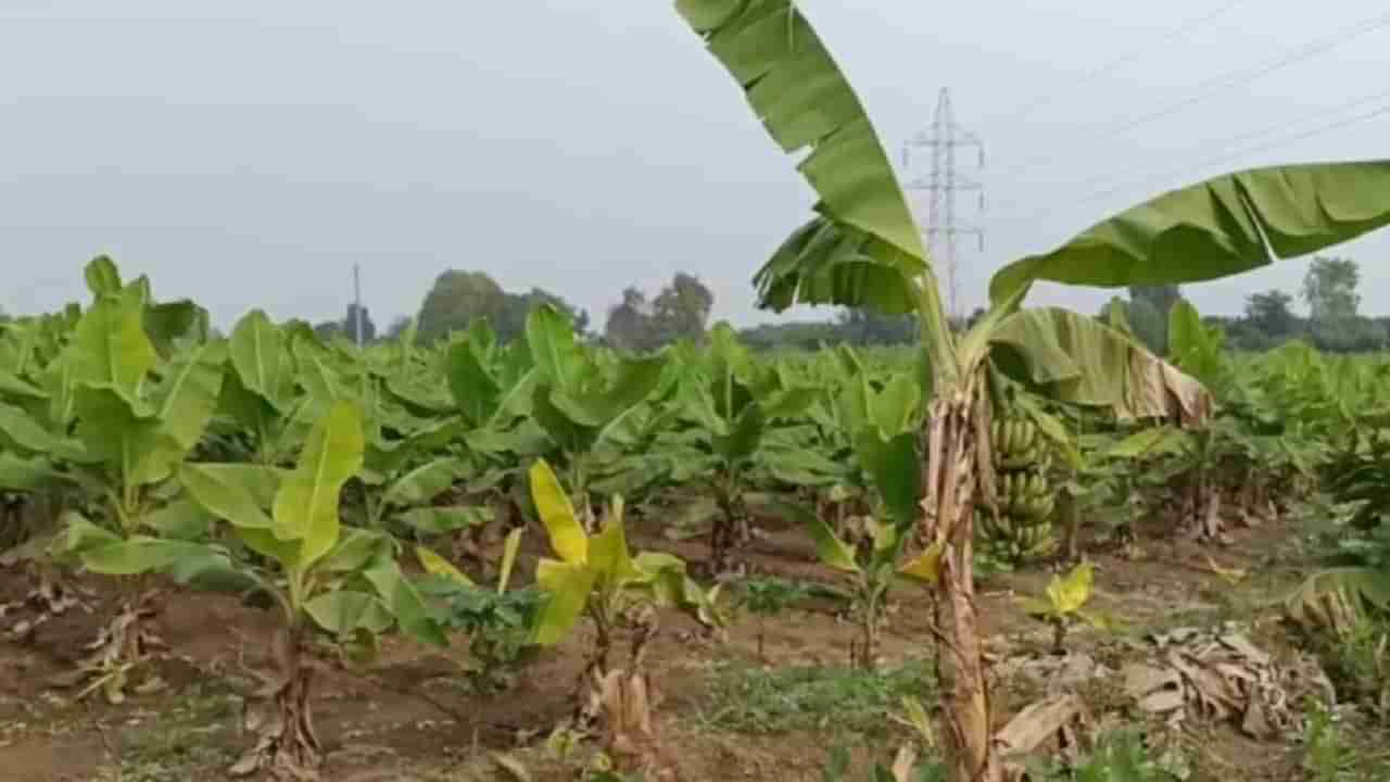 Banana : यंदा केळीचा गोडवाच गायब, अस्मानी संकटानंतर आता महावितरणचा शॉक