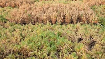 Chickpea Crop : कृषी विभागाकडून हरभऱ्याची उत्पादकता जाहीर? किती टनाला मिळणार हमी भावाचा आधार?