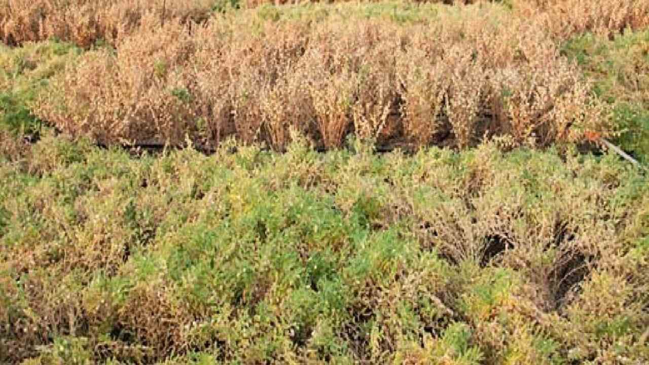 Chickpea Crop : कृषी विभागाकडून हरभऱ्याची उत्पादकता जाहीर? किती टनाला मिळणार हमी भावाचा 'आधार'?