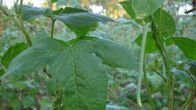अभिमानास्पद..! अकोला कृषी विद्यापीठाच्या संशोधनाची केंद्रीय समितीलाही घ्यावी लागली दखल, शेतकऱ्यांनाही दुहेरी फायदा