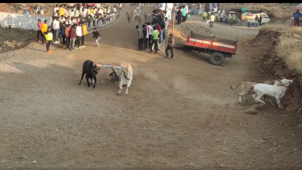 Bullock cart race | मुकी बिचारी कशीही हाका, पुण्यातल्या बैलगाडा शर्यतीत बैल जेव्हा चारीमुंड्याचीत होऊन पडतात, Video Social media वर व्हायरल Bullock cart race | मुकी बिचारी कशीही हाका, पुण्यातल्या बैलगाडा शर्यतीत बैल जेव्हा चारीमुंड्याचीत होऊन पडतात, Video Social media वर व्हायरल