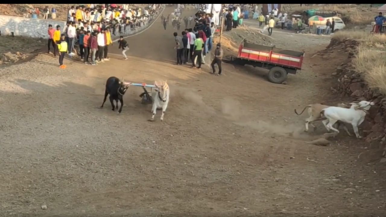 Bullock cart race | मुकी बिचारी कशीही हाका, पुण्यातल्या बैलगाडा शर्यतीत बैल जेव्हा चारीमुंड्याचीत होऊन पडतात, Video Social media वर व्हायरल