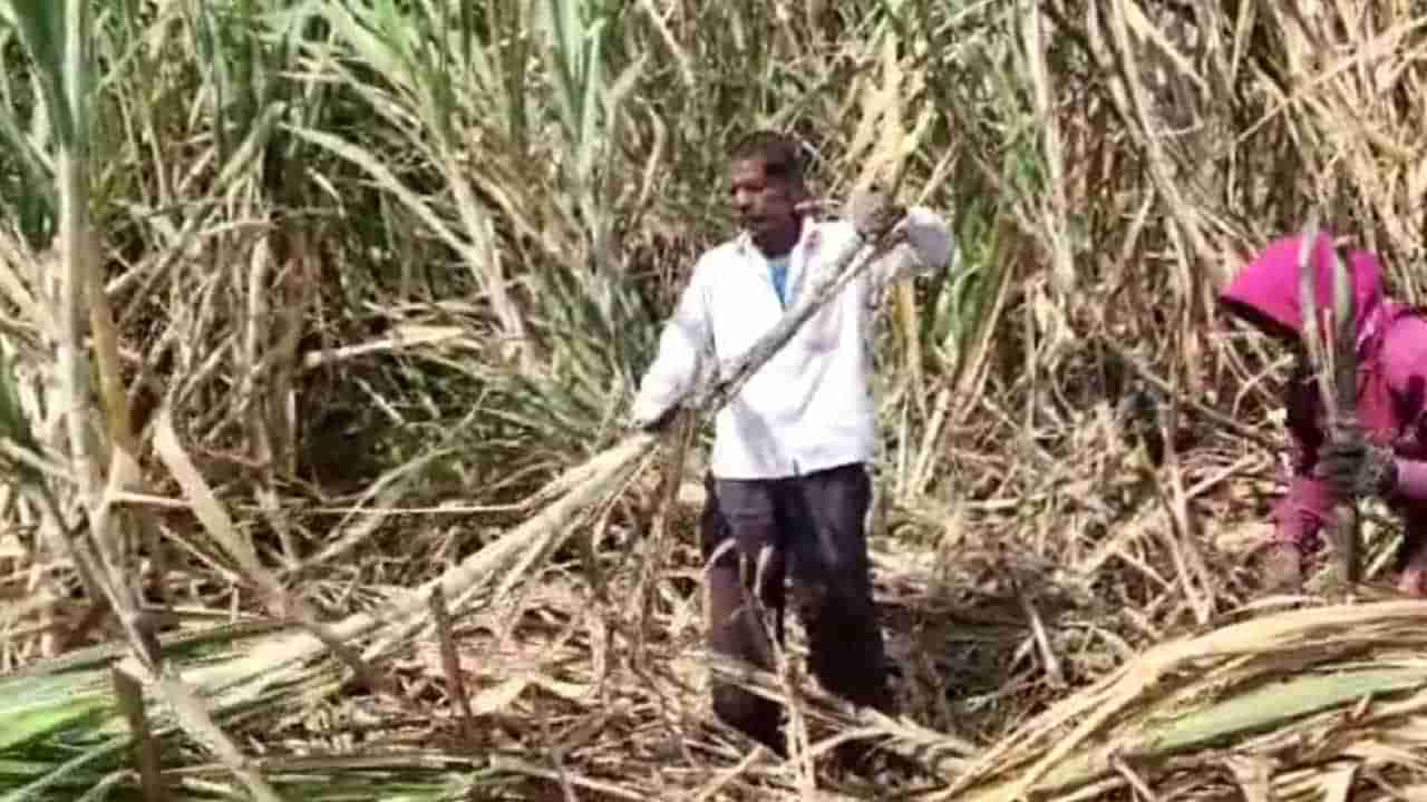 Sugarcane Sludge  : उत्तर महाराष्ट्रात वाढला ऊसाचा गोडवा पण शेतकऱ्यांच्या मागण्याही होणार का पूर्ण?