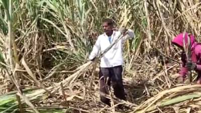 Sugarcane Sludge  : उत्तर महाराष्ट्रात वाढला ऊसाचा गोडवा पण शेतकऱ्यांच्या मागण्याही होणार का पूर्ण?