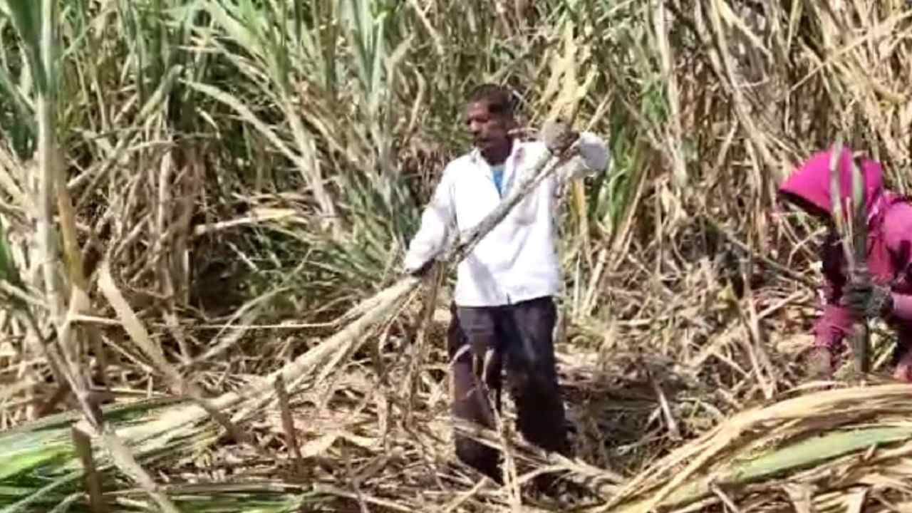 Sugarcane Sludge  : उत्तर महाराष्ट्रात वाढला ऊसाचा 'गोडवा' पण शेतकऱ्यांच्या मागण्याही होणार का पूर्ण?