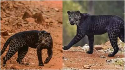 Viral : हा फोटो काढायला लागली तब्बल दोन वर्ष! यूझर्स म्हणतायत, फोटोग्राफरच्या शानदार समर्पणाला सलाम..