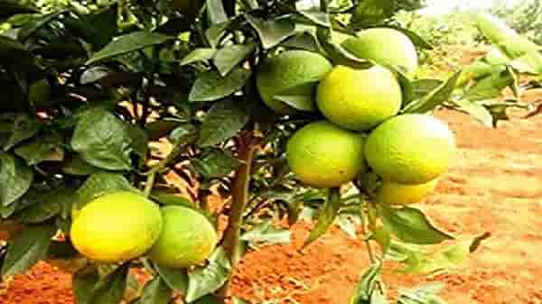 Fruit Insurance : मुख्य फळपिकांना विमा कंपनीचा ठेंगा, सीताफळाला मात्र मंजुरी
