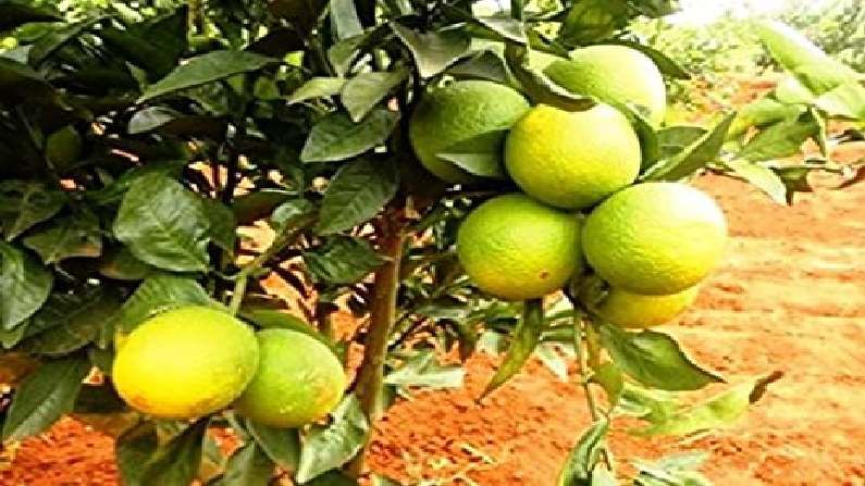 Fruit Insurance  : मुख्य फळपिकांना विमा कंपनीचा ठेंगा, सीताफळाला मात्र मंजुरी