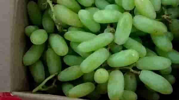 दुष्काळात तेरावा: हंगाम सुरु होऊनही द्राक्ष निर्यातीला कशाचा अडसर? नैसर्गिक संकटानंतरही समस्या कायम