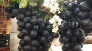 Photo : कोल्हापूरातील द्राक्ष महोत्सवाचा थेट ग्राहकांना लाभ, संकटावर मात करुन द्राक्षांचा गोडवा कायम