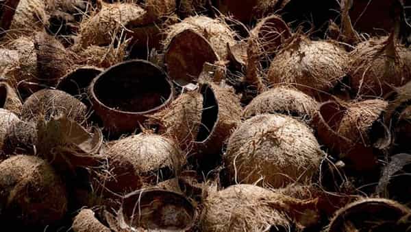 जेव्हा कधी तुम्ही नारळ(coconut) पाणी घेतले असेल तेव्हा त्या नारळाला बाहेरून कडक आवरण असते ज्यात आपल्याला खोबरे मिळते.या कडक आवरणला अनेजण नारळाचे करवंटी (shell) असे देखील म्हणतात.अनेकदा नारळ फोडल्यावर आपण या करवंटी ना कचऱ्यात फेकून देतो परंतु सध्या यांना मार्केट मध्ये खूपच डिमांड आहे. आता ह्या करवंटीची विक्री देखील केली जात आहे आणि याच्या किंमती थक्क करणाऱ्या आहेत. यांची ऑनलाईन विक्री (online selling) केली जात आहे.विदेशी साईटस वर यांना प्रचंड मागणी असल्याचे चित्र देखील दिसून येत आहे ज्यामुळे करवंटीची किंमत दिवसेंदिवस वाढत आहे.