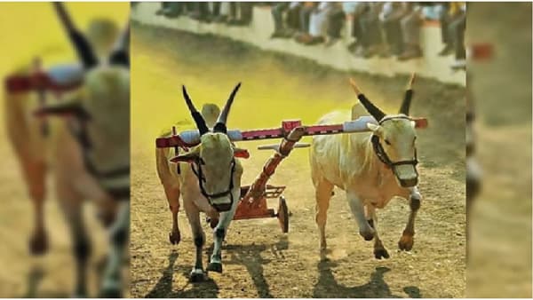 बैलगाडा शर्यतीहून परतताना काळाचा घाला, पुण्यात 16 जणांसह निघालेल्या पिकअपचा टायर फुटला आणि...