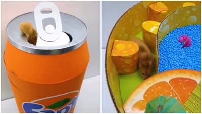 Viral : पुरेपूर मनोरंजन करतो हा उंदीर, सोशल मीडियावर व्हायरल झालेला हा Cute आणि Creative Video पाहाच