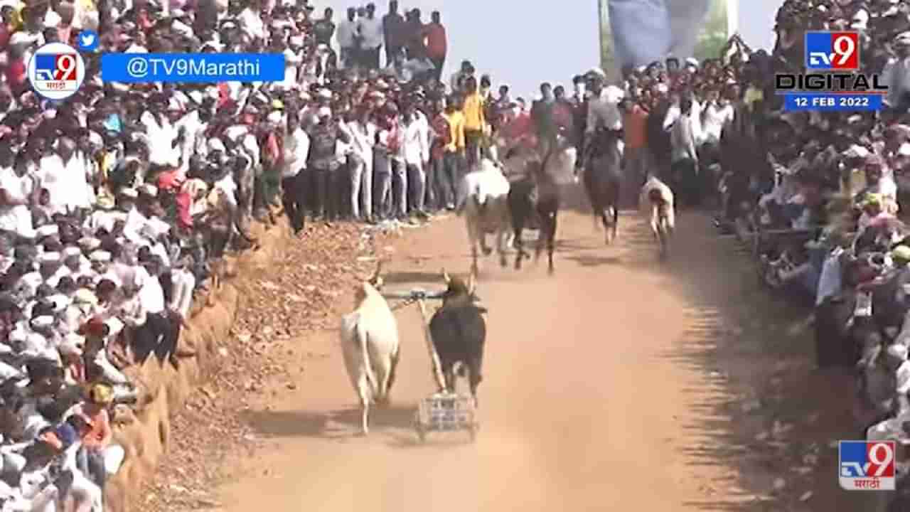 Pune Bullock Cart Race | मावळमध्ये बैलगाडा शर्यतीचा थरार, शर्यत पाहण्यासाठी ग्रामस्थांची गर्दी