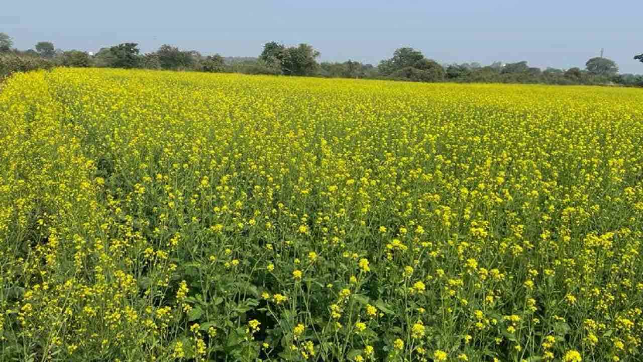 Soybean : मोहरीची साठवणूक अन् फायदा सोयाबीनला, शेतकऱ्यांनी माल रोखण्याचे कारण काय?