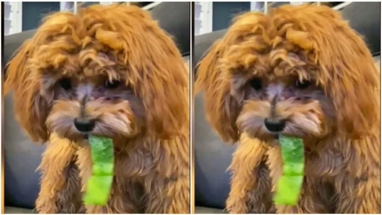 Dog viral video : पहिल्यांदा शिमला मिरची खाल्ल्यानंतर असे काही हावभाव करतो 'हा' कुत्रा, तुम्हाला हसूच येईल!