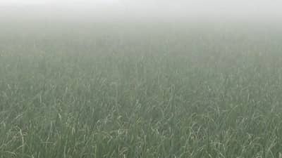 Onion Crop : पारा घसरला अन् शेतकऱ्यांची धाकधूक वाढली, मुख्य आगारात कांद्याची काय स्थिती?