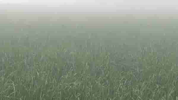 Onion Crop : पारा घसरला अन् शेतकऱ्यांची धाकधूक वाढली, मुख्य आगारात कांद्याची काय स्थिती?