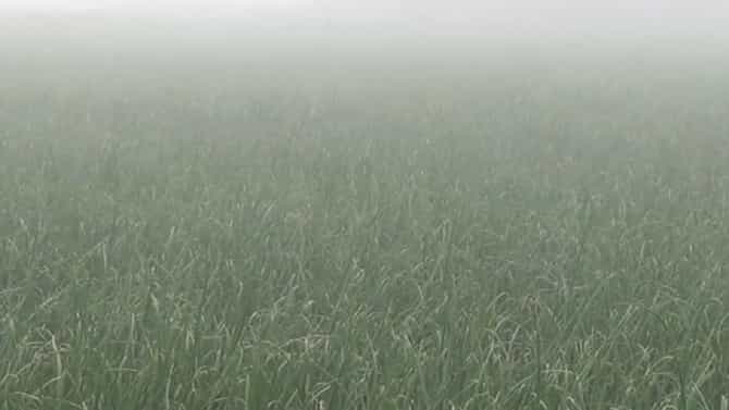 Onion Crop : पारा घसरला अन् शेतकऱ्यांची धाकधूक वाढली, मुख्य आगारात कांद्याची काय स्थिती?