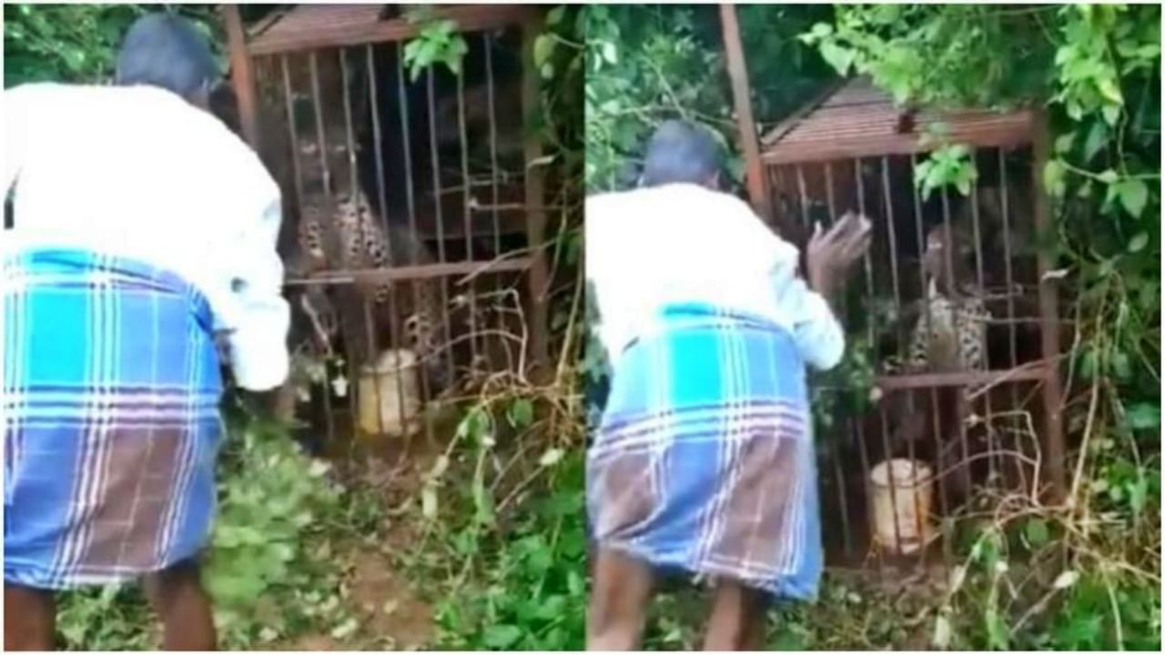 Leopard viral video : सोशल डिस्टन्सिंगचं पालन 'इथं'ही गरजेचं, अन्यथा जीवही जाऊ शकतो!