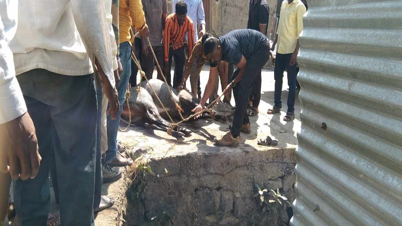  वनविभागाच्या बचाव पथकाने गायीला बेशुद्ध केले. अखेर या नीलगायीला ताब्यात घेण्यात आले. जखमी नीलगायीवर उपचार करून तिला तिच्या नैसर्गिक अधिवासात सोडून देण्यात आले. 