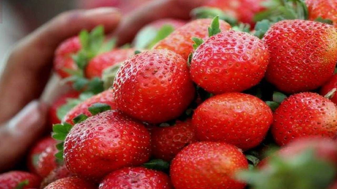 महाबळेश्वरचीच स्ट्रॉबेरी पाहिजे, मग आता नाही होणार फसवणूक..! कृषी पणन मंडळाचा रामबाण उपाय