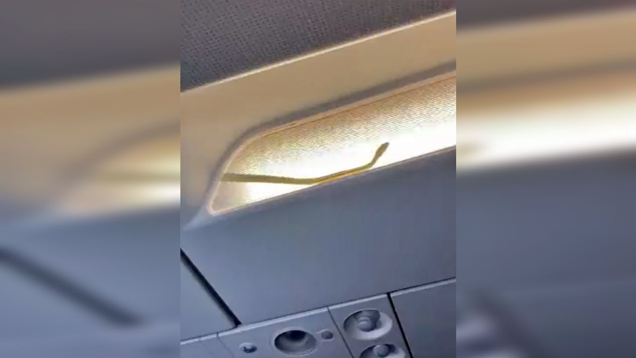 Viral : अबब..! माणसांबरोबर सापाचाही विमानप्रवास, 'हा' Video पाहून दरदरून घाम फुटेल! Viral : अबब..! माणसांबरोबर सापाचाही विमानप्रवास, 'हा' Video पाहून दरदरून घाम फुटेल!