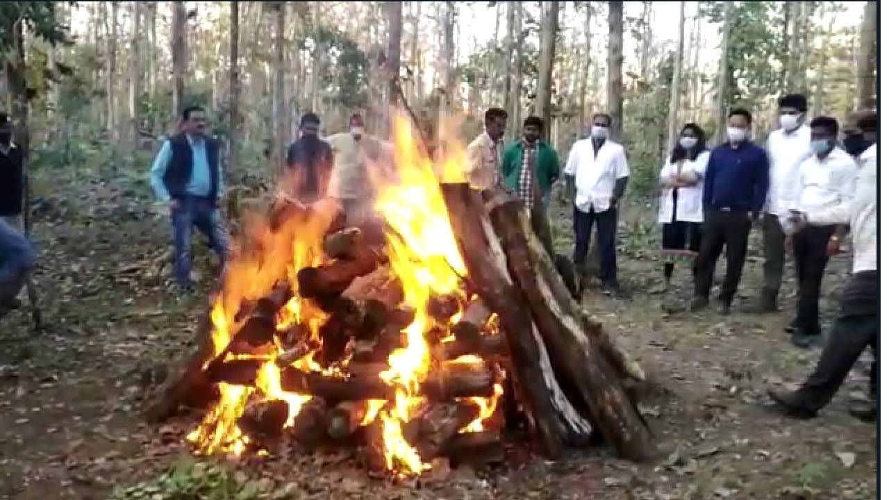 जंगलात दोन वाघांची झुंज, घडला हा भलताच प्रकार, दोघांच्या झुंजीत...