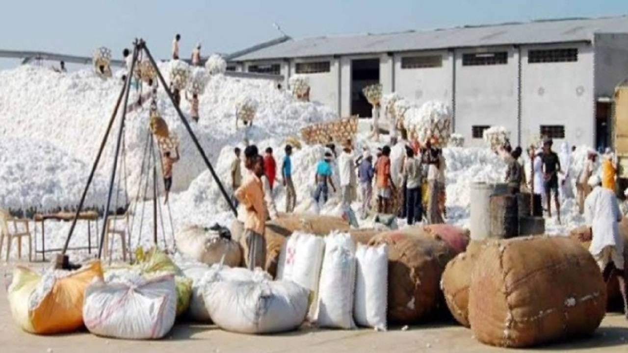 Cotton Crop: कापसाच्या वाढत्या दरामुळे कृषी विभागाचे धोरणही बदलले, हंगामाच्या अंतिम टप्प्यात विक्रमी दर