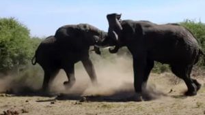 VIDEO : दोन हत्तींमध्ये झाली जबरदस्त फायटिंग, पाहा अंगावर शहारे आणणारा व्हिडीओ!