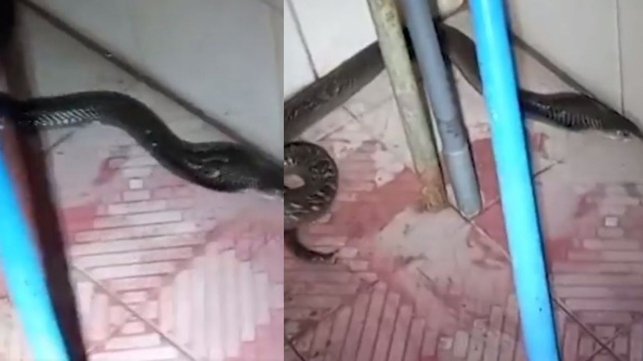 VIDEO : बाथरूममध्ये होता कोब्रा साप, महिला गेली अंघोळीला आणि मग पुढे काय धक्कादायक झाले पाहा व्हिडीओ!