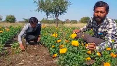 Success Story : 5 एकरामध्ये 9 पीकं अन् लाखोंचे उत्पन्न, नांदेडच्या तरुण शेतकऱ्यांचा अलगच अंदाज..!