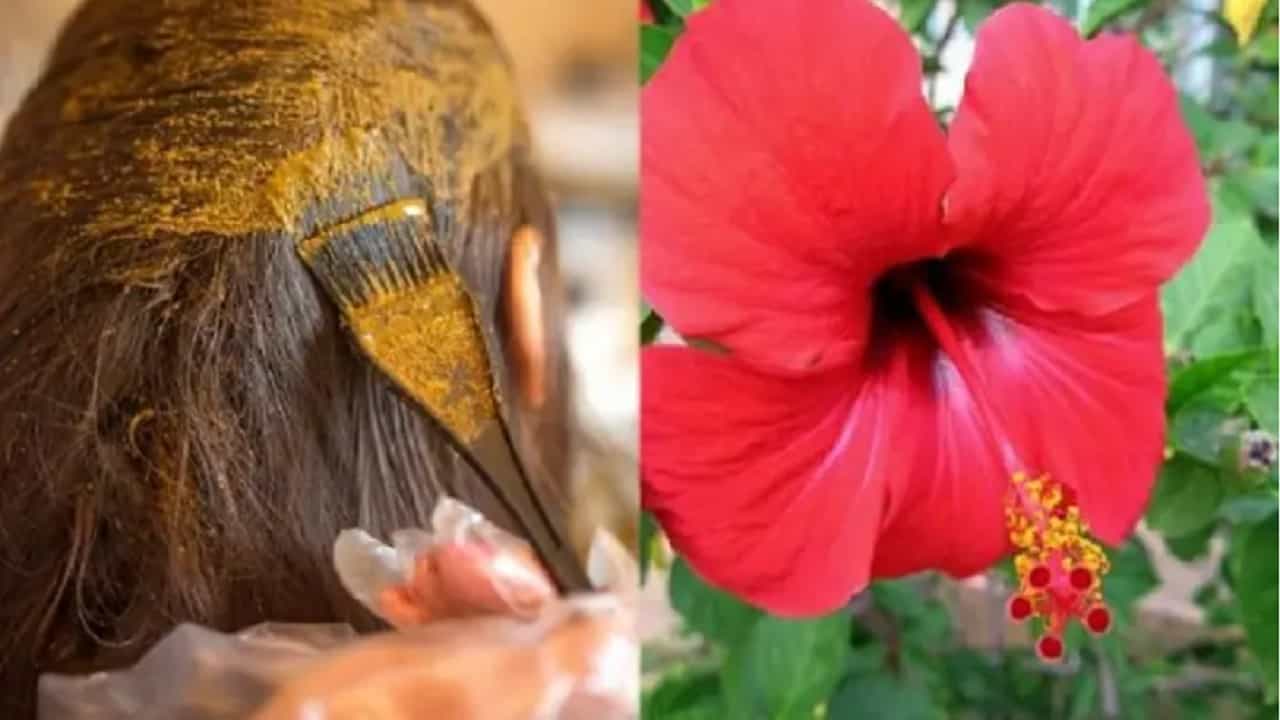 सुंदर आणि चमकदार केस मिळवण्यासाठी आणि केस गळतीची समस्या दूर करण्यासाठी जास्वंदाचे फुल अत्यंत फायदेशीर आहे. जास्वंदाच्या फुलाचे तेल करून आपण केसांना लावू शकतो.