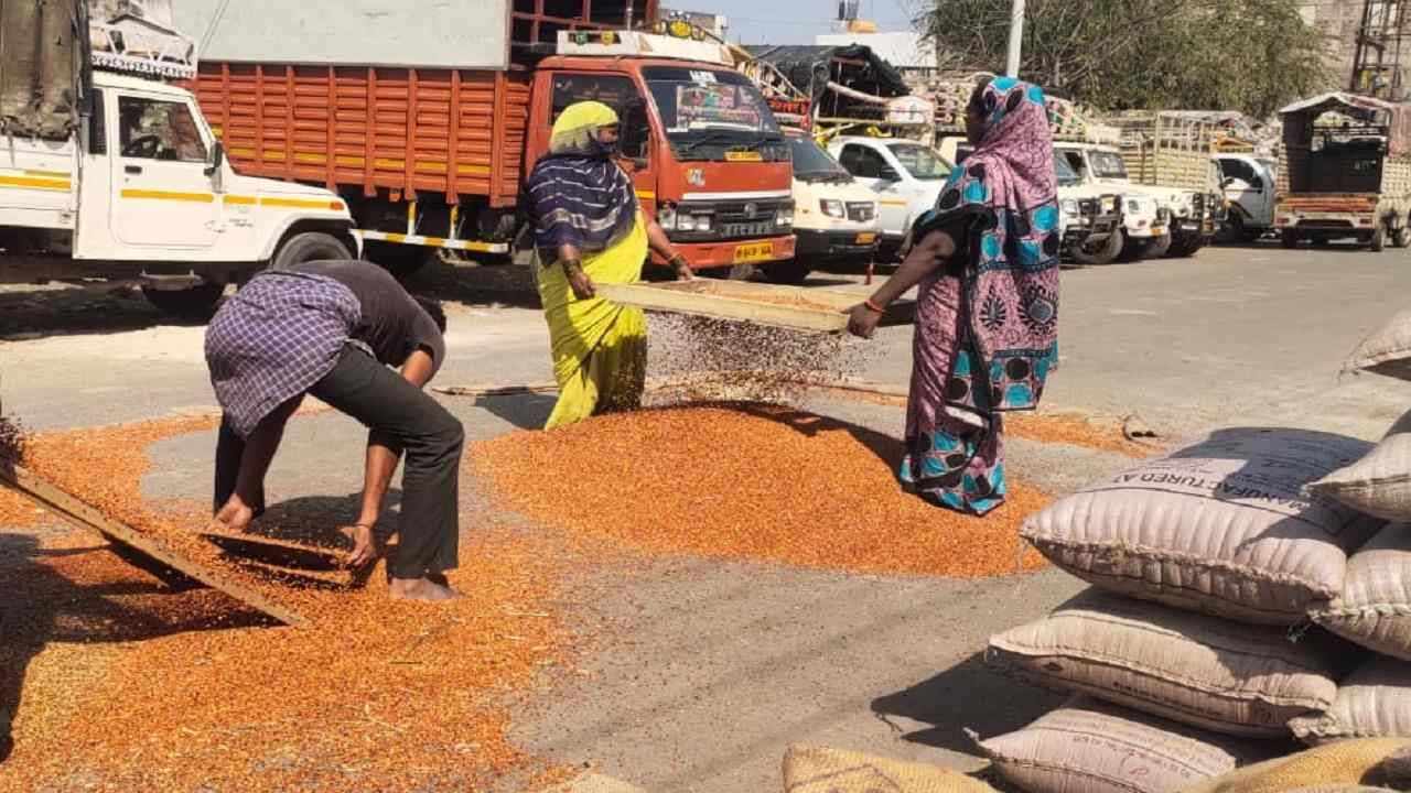 Kharif Season: सोयाबीन, कापसाप्रमाणेच तुरीचीही अवस्था, योग्य दरासाठी 'एका' निर्णयाची आवश्यकता..!