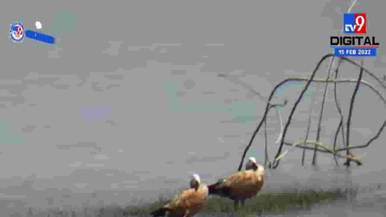 लडाख येथील स्थलांतरित जोडप्याचे भंडारा येथे मुक्काम लडाख येथील स्थलांतरित जोडप्याचे भंडारा येथे मुक्काम