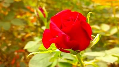 व्हॅलेंटाईनला गुलाबासोबत चालून आली लक्ष्मी, पुण्यातल्या मावळ प्रांतात शेतकऱ्यांना गणित परफेक्ट जमलं!