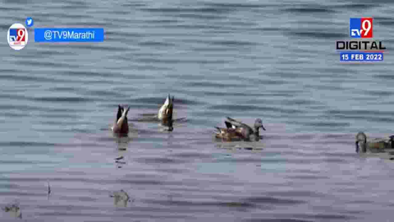 हिंगोलीमध्ये 57 पक्षांच्या प्रजातींचे आगमन