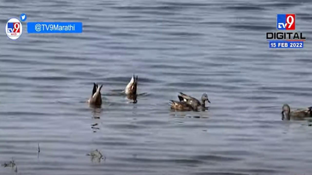 हिंगोलीमध्ये 57 पक्षांच्या प्रजातींचे आगमन