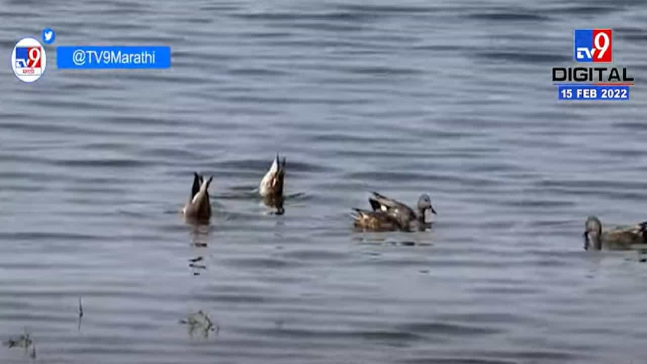 हिंगोलीमध्ये 57 पक्षांच्या प्रजातींचे आगमन हिंगोलीमध्ये 57 पक्षांच्या प्रजातींचे आगमन