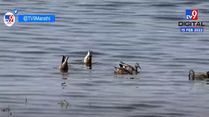 हिंगोलीमध्ये 57 पक्षांच्या प्रजातींचे आगमन हिंगोलीमध्ये 57 पक्षांच्या प्रजातींचे आगमन