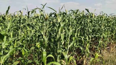 Rabi Season : पीक पध्दतीमध्ये बदल, ज्वारीचे क्षेत्र घटले, शेतकऱ्यांनी कोणते पीक निवडले..!