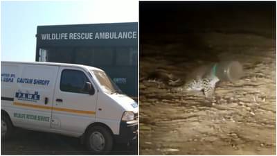 पाणी पिता पिता बाटलीत अडकलं तोंड, बदलापुरातल्या त्या बिबट्याच्या पिल्लाचा शोध सुरू