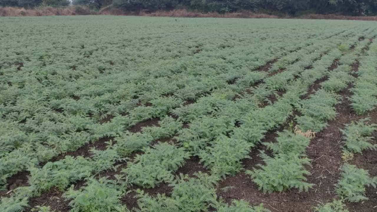 Rabi Season : कडधान्य उत्पादन वाढीसाठी त्रिसुत्री कार्यक्रम, शेतकऱ्यांना कृषी विज्ञान केंद्राचा काय सल्ला?