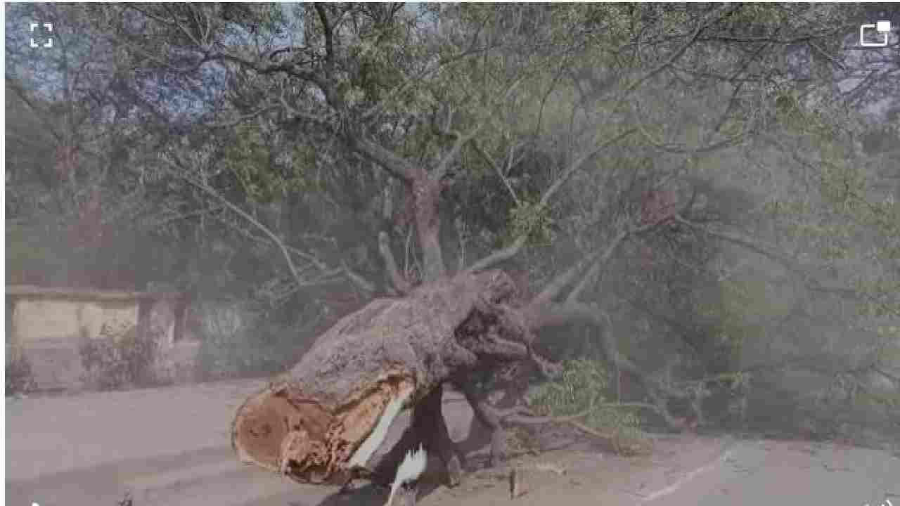 PHOTO | बीड प्रशासनाला डोकंय का? झाडावर चढून आंदोलन करतात म्हणून थेट कुऱ्हाडच चालवली! वृक्षप्रेमी संघटना आक्रमक! PHOTO | बीड प्रशासनाला डोकंय का? झाडावर चढून आंदोलन करतात म्हणून थेट कुऱ्हाडच चालवली! वृक्षप्रेमी संघटना आक्रमक!